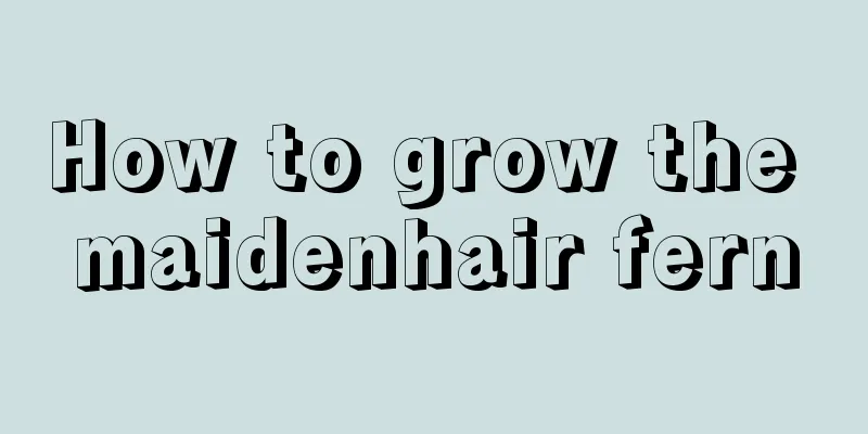 How to grow the maidenhair fern