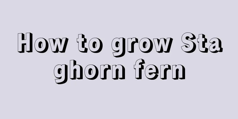 How to grow Staghorn fern