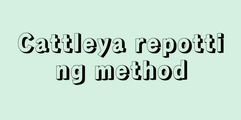 Cattleya repotting method