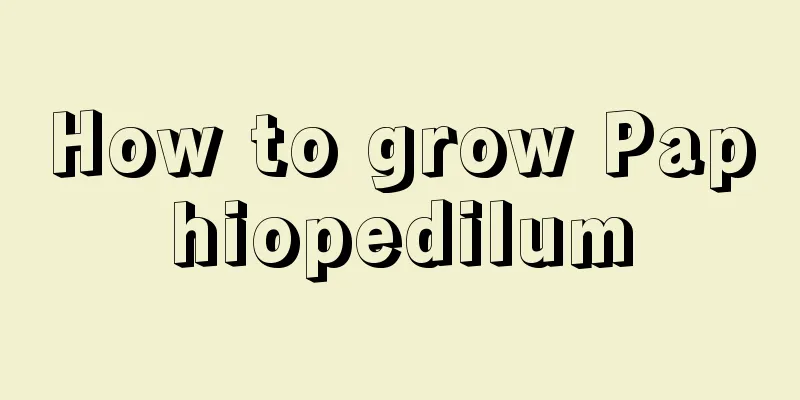 How to grow Paphiopedilum