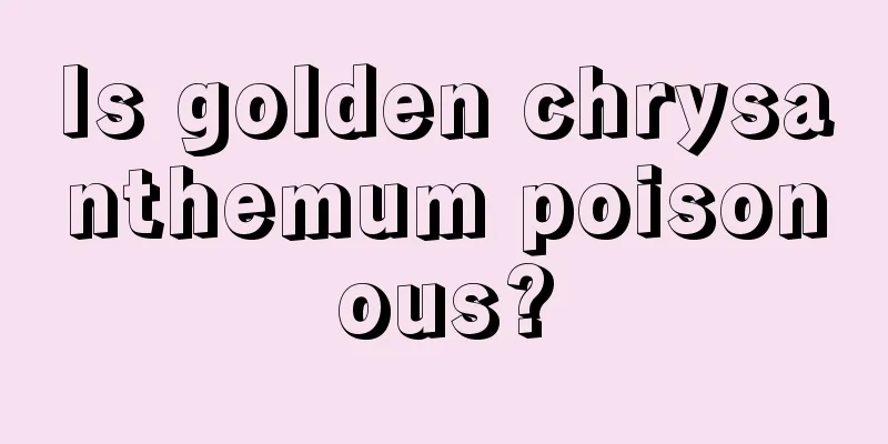 Is golden chrysanthemum poisonous?