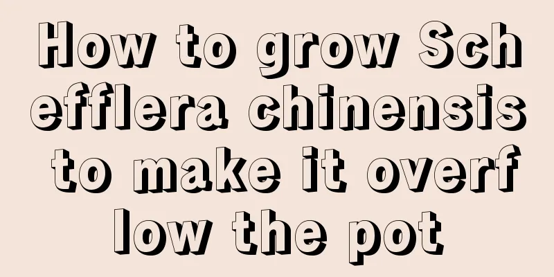 How to grow Schefflera chinensis to make it overflow the pot