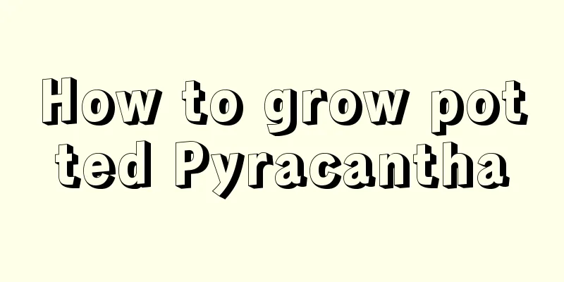 How to grow potted Pyracantha