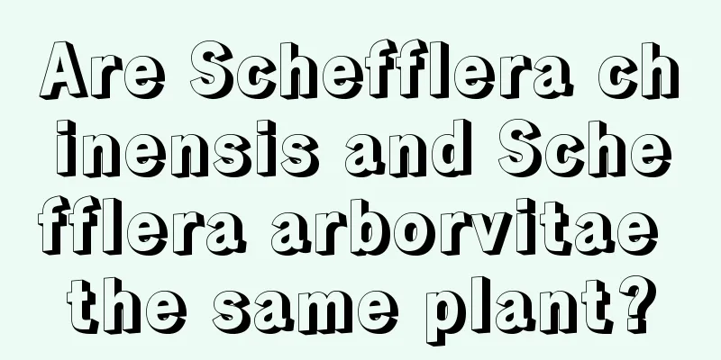 Are Schefflera chinensis and Schefflera arborvitae the same plant?