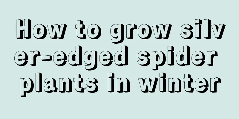 How to grow silver-edged spider plants in winter