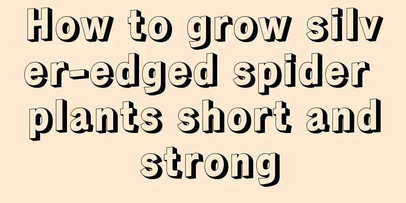 How to grow silver-edged spider plants short and strong