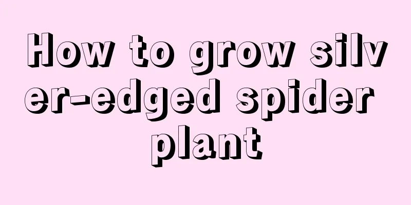 How to grow silver-edged spider plant