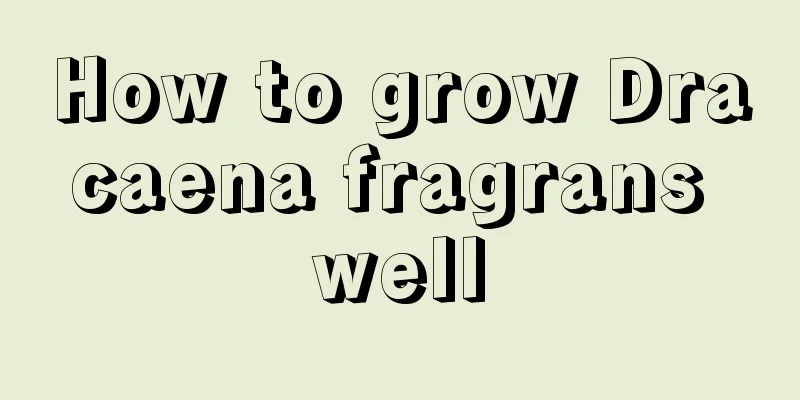 How to grow Dracaena fragrans well