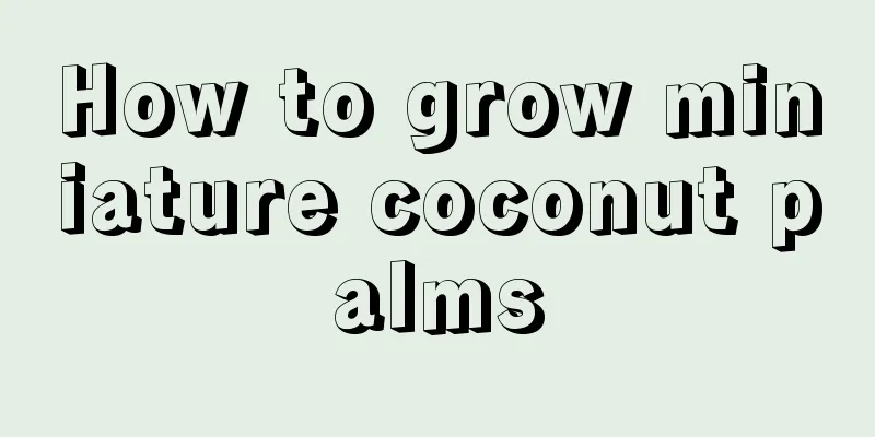 How to grow miniature coconut palms