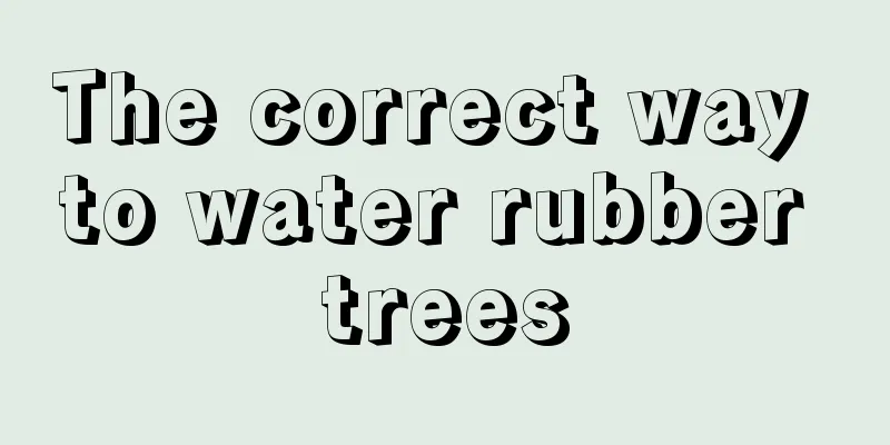 The correct way to water rubber trees