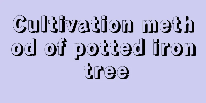 Cultivation method of potted iron tree