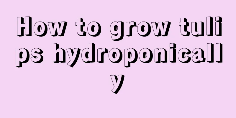 How to grow tulips hydroponically