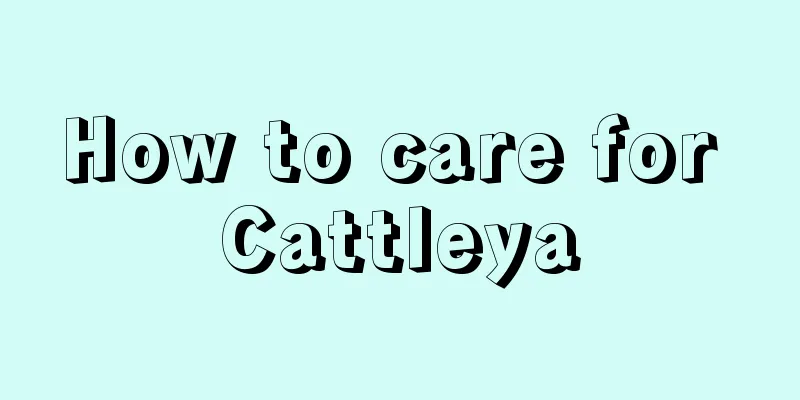 How to care for Cattleya