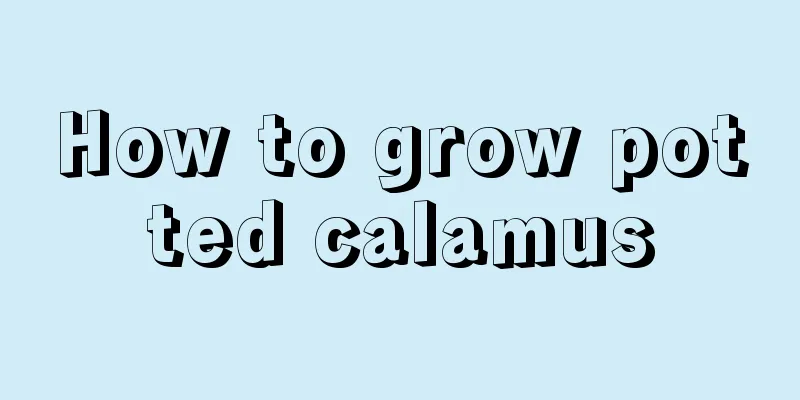 How to grow potted calamus