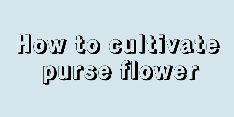 How to cultivate purse flower