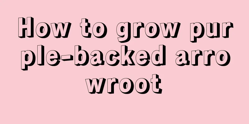 How to grow purple-backed arrowroot