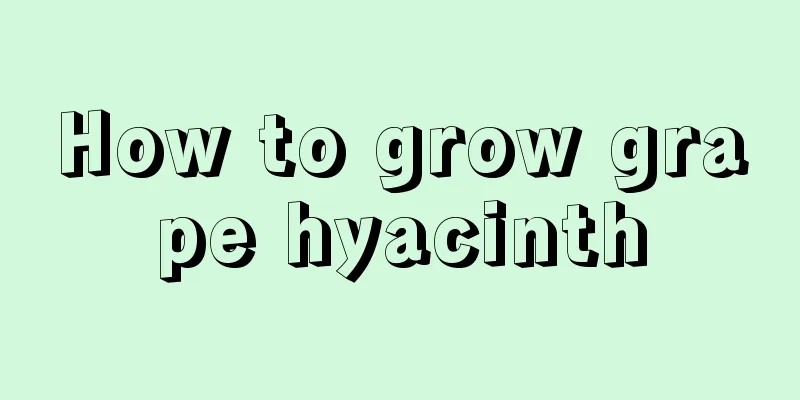 How to grow grape hyacinth