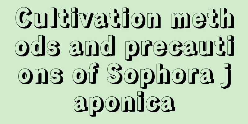 Cultivation methods and precautions of Sophora japonica