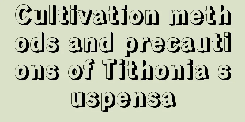 Cultivation methods and precautions of Tithonia suspensa