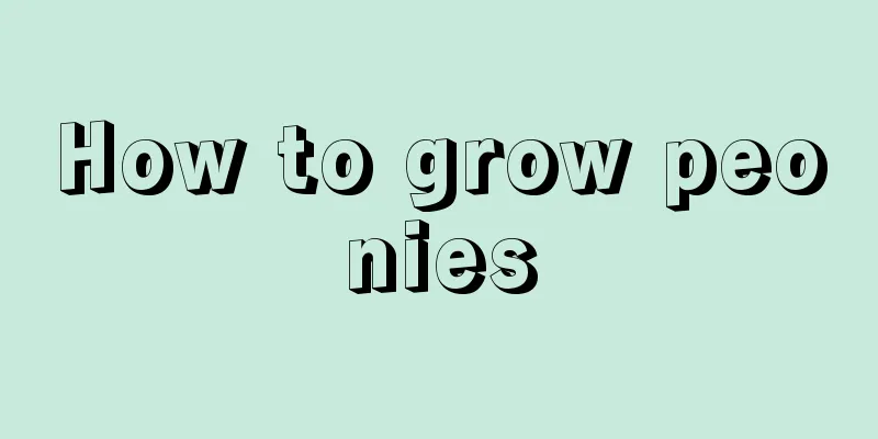 How to grow peonies