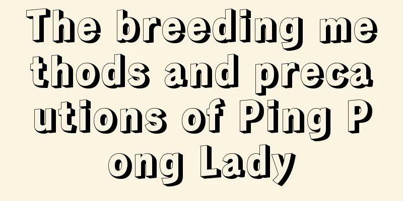 The breeding methods and precautions of Ping Pong Lady