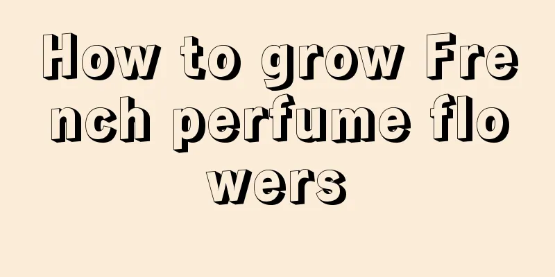 How to grow French perfume flowers