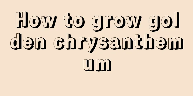 How to grow golden chrysanthemum