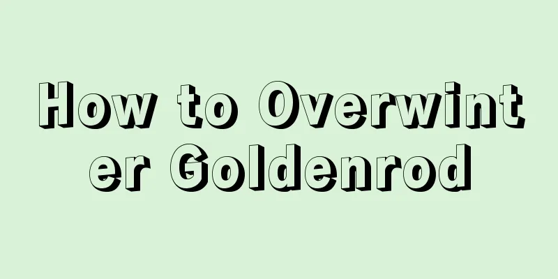 How to Overwinter Goldenrod