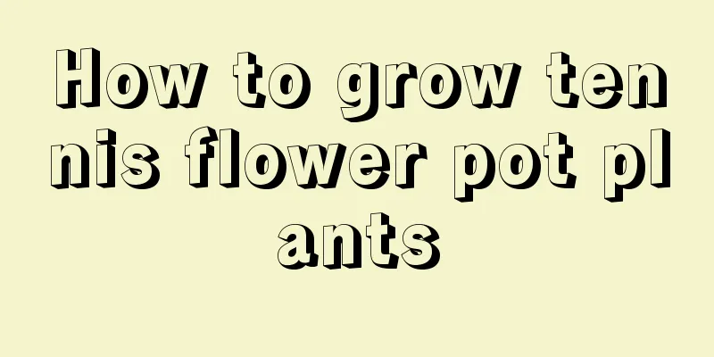 How to grow tennis flower pot plants