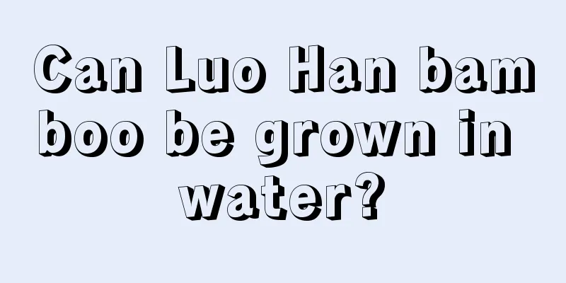 Can Luo Han bamboo be grown in water?