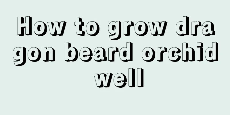 How to grow dragon beard orchid well