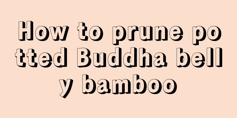 How to prune potted Buddha belly bamboo