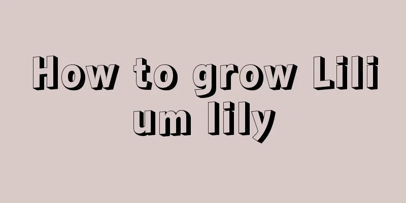 How to grow Lilium lily