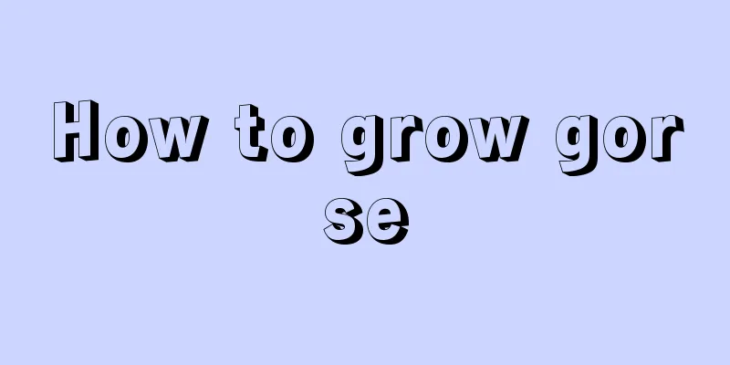 How to grow gorse