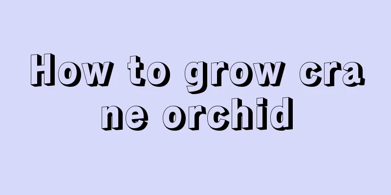 How to grow crane orchid