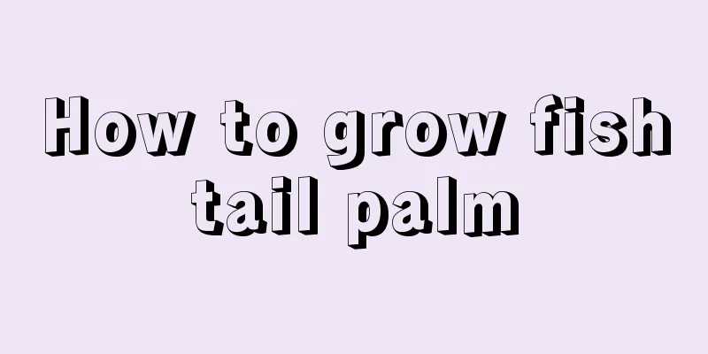 How to grow fishtail palm