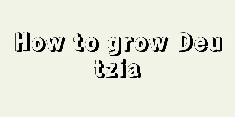 How to grow Deutzia