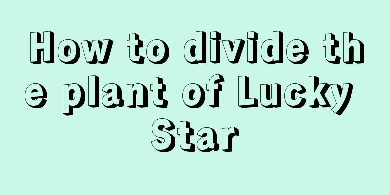 How to divide the plant of Lucky Star