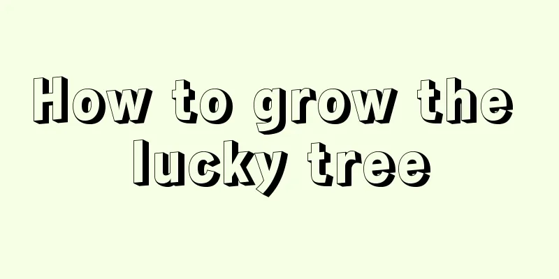 How to grow the lucky tree