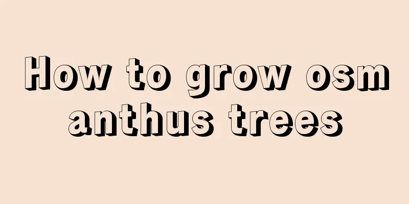 How to grow osmanthus trees