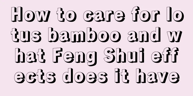 How to care for lotus bamboo and what Feng Shui effects does it have