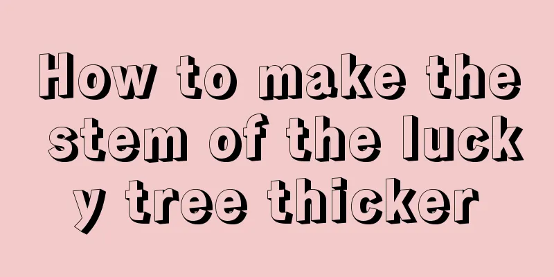 How to make the stem of the lucky tree thicker