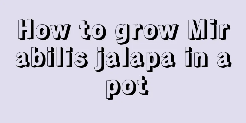 How to grow Mirabilis jalapa in a pot