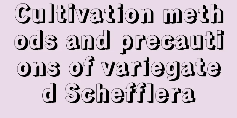 Cultivation methods and precautions of variegated Schefflera