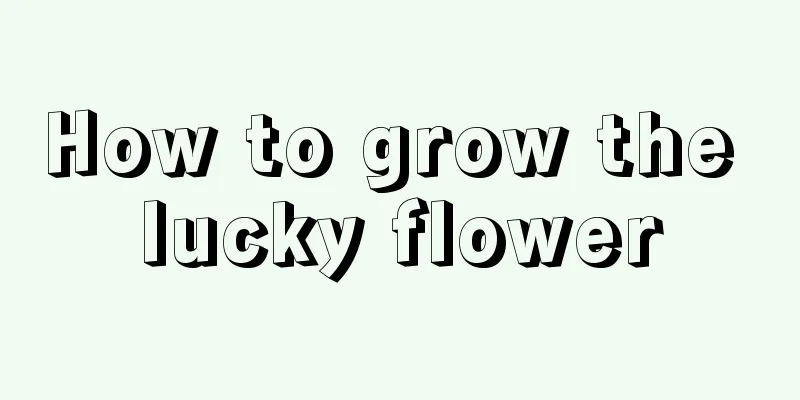 How to grow the lucky flower