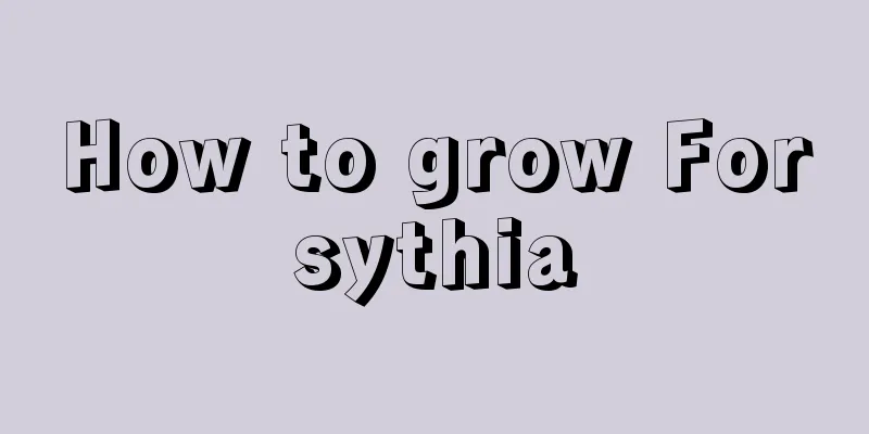 How to grow Forsythia