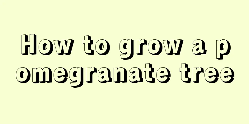 How to grow a pomegranate tree