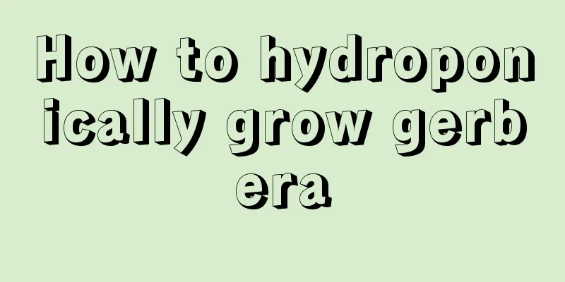 How to hydroponically grow gerbera