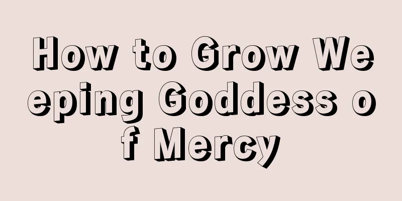 How to Grow Weeping Goddess of Mercy