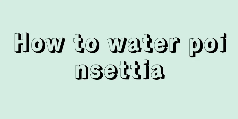 How to water poinsettia